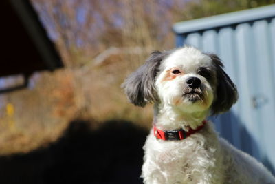 Scenic portrait of a small dog