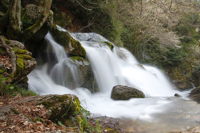 Scenic view of waterfall in forest