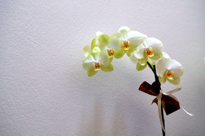 Close-up of flowers