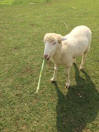 Animal grazing on grassy field