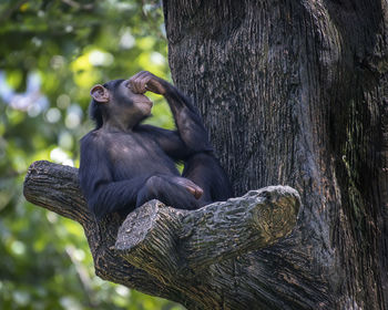 Monkey sitting on tree trunk