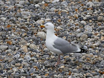 Close-up of seagull perching on pebbles
