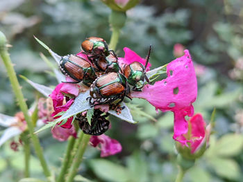 Close-up of insect on pink flower