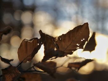 Close-up of autumn leaf