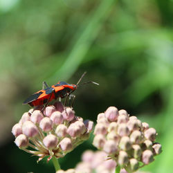 Close up of assassin bug on flower 