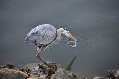 High angle view of gray heron catching fish