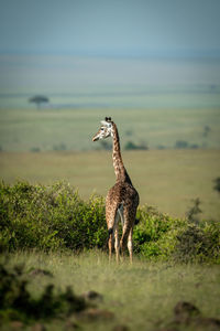 Masai giraffe stands on horizon turning head