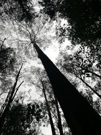 Low angle view of silhouette trees against sky