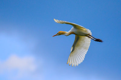 Low angle view of seagull flying