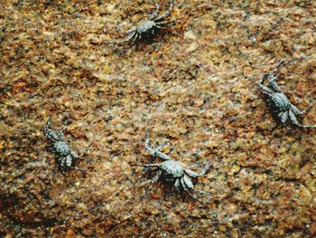 Close-up of insect on sand