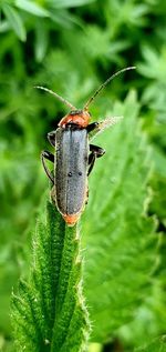 Close-up of insect on plant