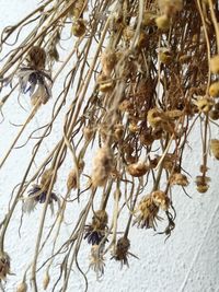 Close-up of wilted flowers