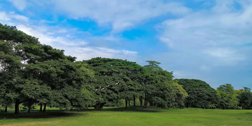 Trees on field against sky