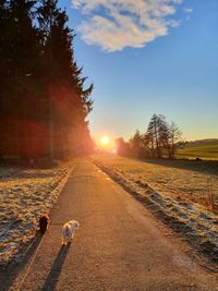 View of dog at sunset