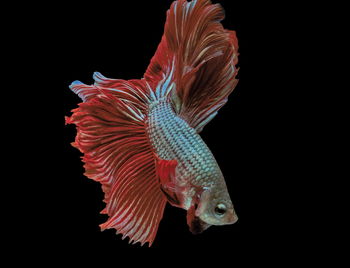 Siamese fighting fish, red fish, black background betta splendens, betta fish, halfmoon betta.