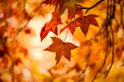 Close-up of maple leaves on branch