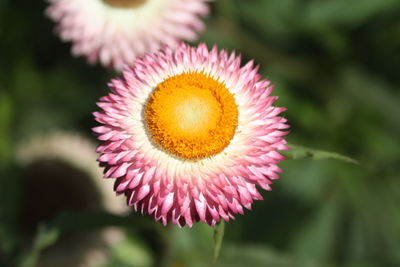Close-up of pink flowers