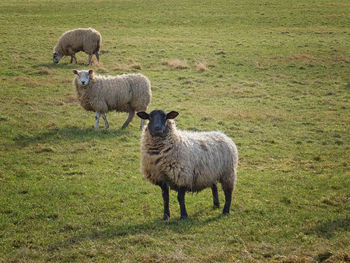 Sheep standing on field
