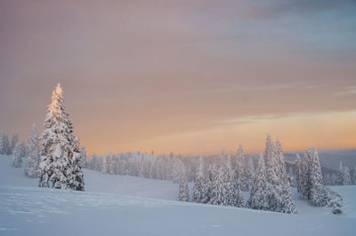 Frozen trees on field against sky during winter