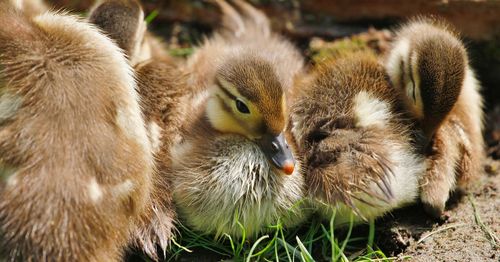 Close-up of ducklings on field