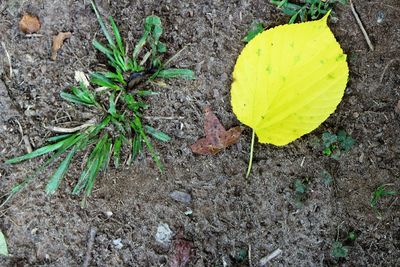 High angle view of leaves on field