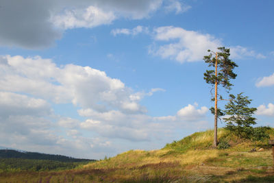 Trees on field against sky