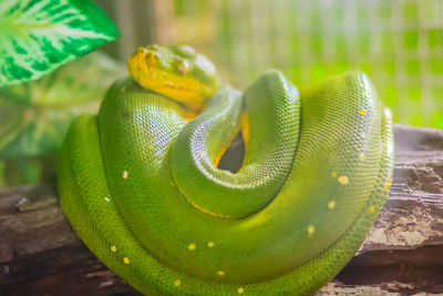 Close-up of green snake