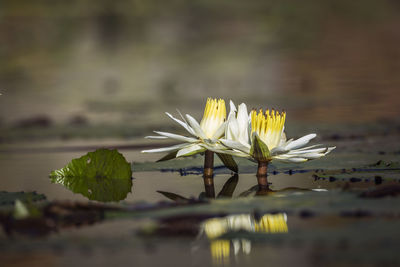 Close-up of water lily in lake