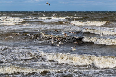 Seagulls flying over sea shore
