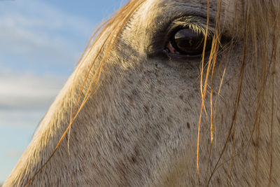 Cropped image of horse against sky