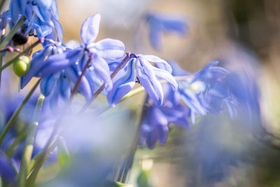 Close-up of purple flowering plant