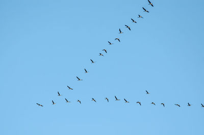 large group of animals