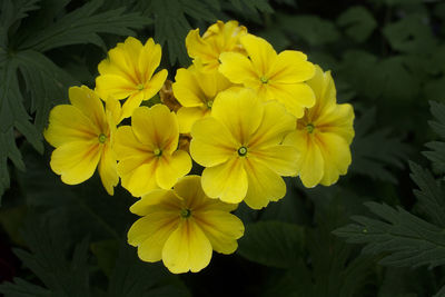 Close-up of yellow flower