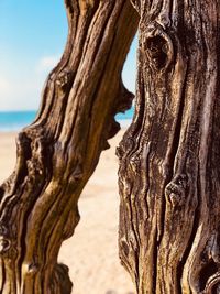 Close-up of tree trunk