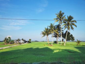 Scenic view of palm trees on field against sky