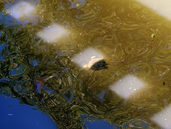 Close-up of jellyfish swimming in water