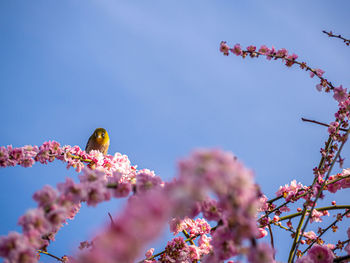 Low angle view of cherry blossoms in spring