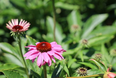 Close-up of purple flowering plant