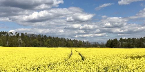 Scenic view of field against sky