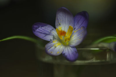 Close-up of purple crocus blooming outdoors