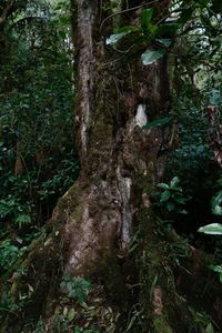 Trees growing in forest