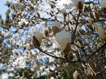 Low angle view of white flowering tree