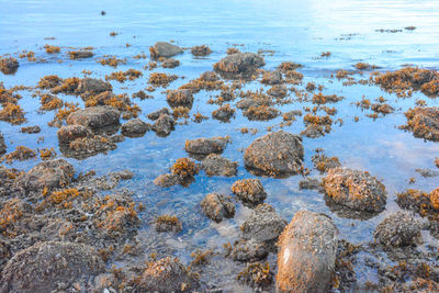 High angle view of rocks on beach