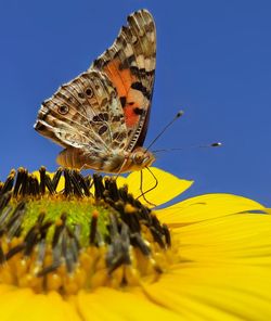 Painted lady butterfly on yellow flower 