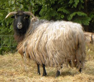 Portrait of sheep on field