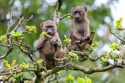 Low angle view of monkey on tree