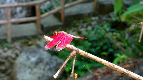 Close-up of red object