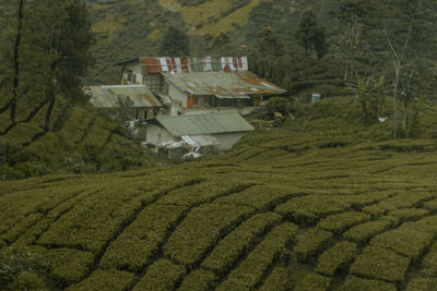 Scenic view of agricultural field