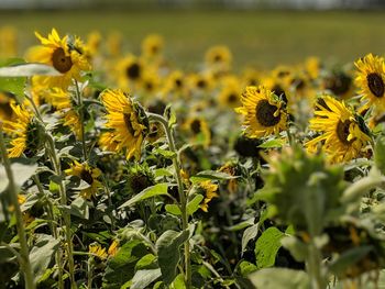 Close-up of yellow flowering plant on field
