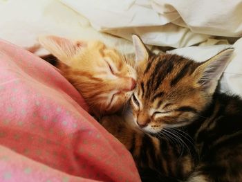 Cat sleeping on bed